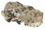 Permian Reptile Vertebrae & Bone Fragments - Oklahoma #79500-2